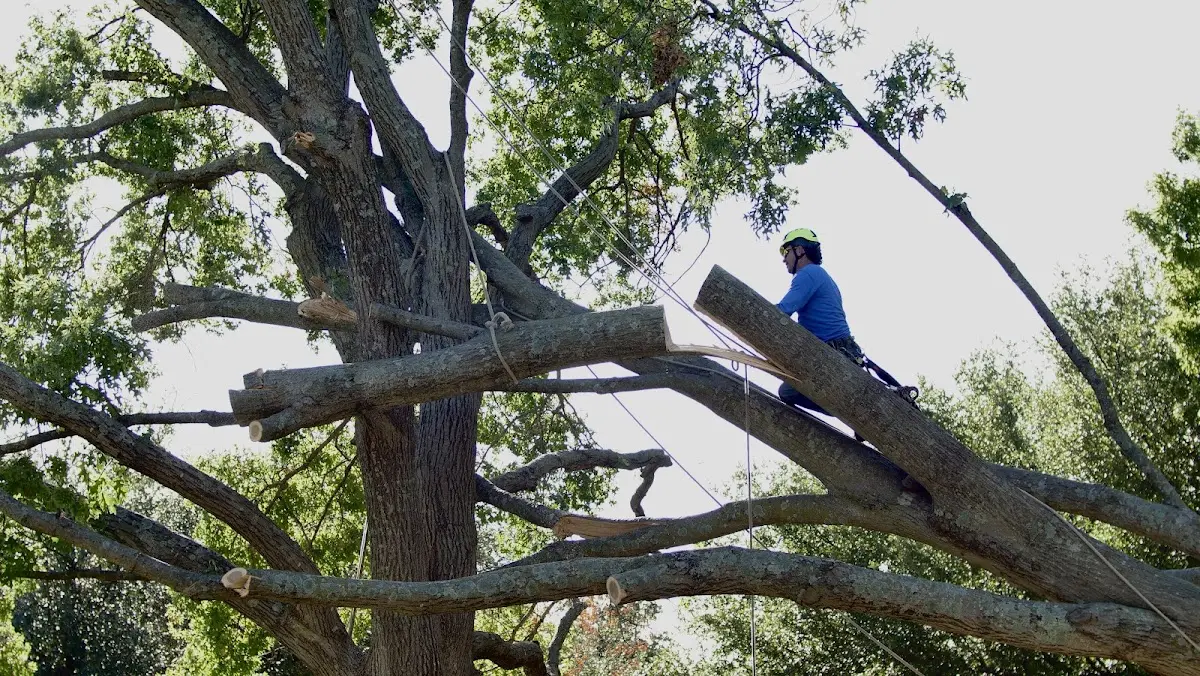 Professional Crown Thinning performed by certified arborists in Van Wert
